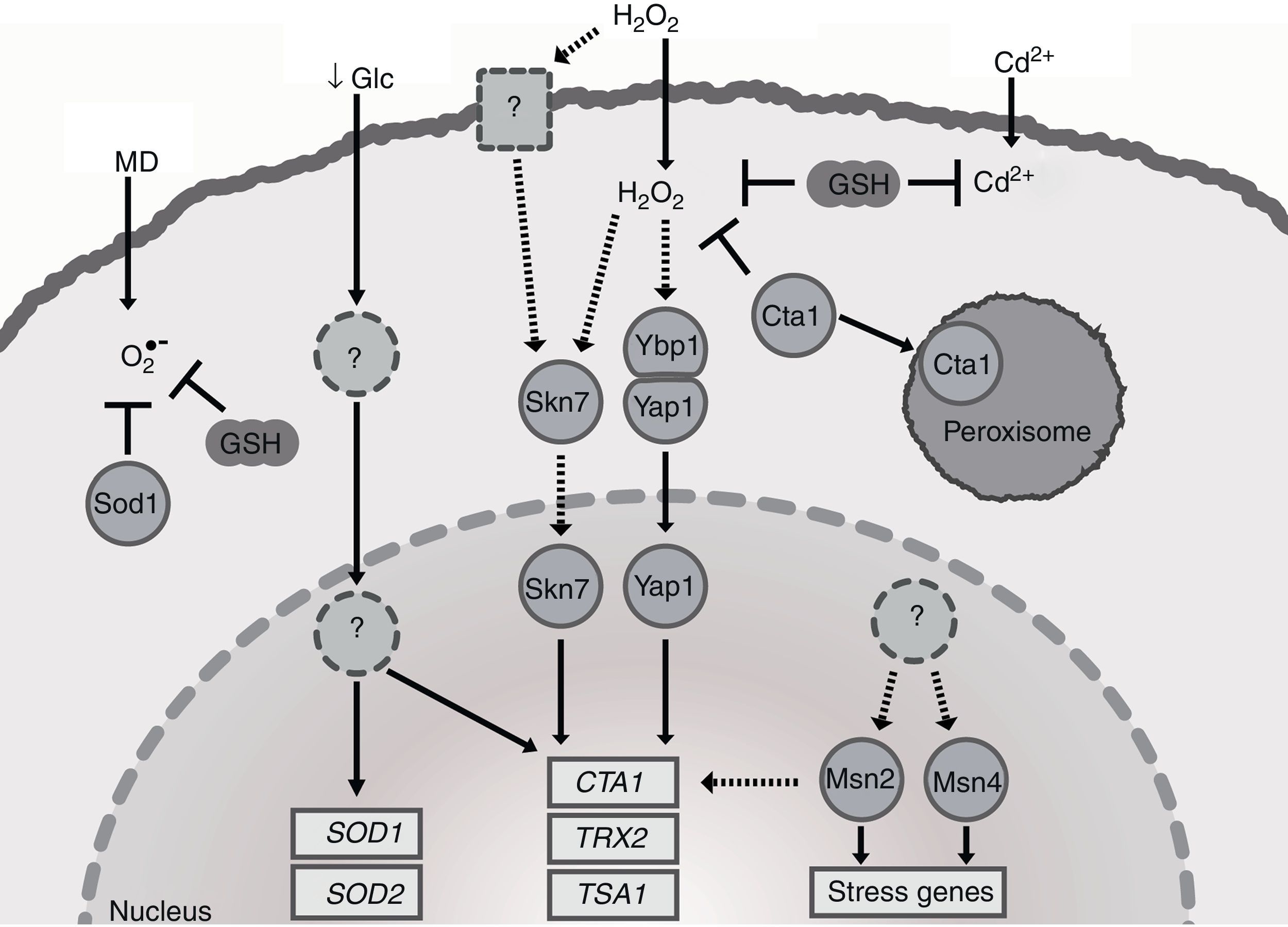 The oxidative stress response of the opportunistic fungal pathogen Candida  glabrata