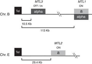 Structure of the MTL loci of Candida glabrata. C. glabrata contains three mating type like loci (MTL). MTL1 is located in chromosome B at an internal position and can contain mating information type a or type α as indicated. MTL2 localized at 29.4kb from the left telomere of chromosome E generally contains a information and MTL3 which is localized at 10.5kb from the left telomere of chromosome B usually contains α information. MTL1 and MTL2 are transcriptionally active (indicated by ON) and MTL3 is subject to incomplete silencing spreading from the telomere (indicated by OFF/on).