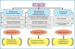 Principales efectos inmunomoduladores del factor de necrosis tumoral-α asociados a los mecanismos innatos de inmunidad antifúngica. CPA: células presentadoras de antígenos; EAM: moléculas de adhesión endotelial; IFN-γ: interferón-γ; IL: interleucina; NK: células natural killer; PMN: leucocitos polimorfonucleares; QC: quórum control; TLR: receptores tipo Toll; TNF-α: factor de necrosis tumoral-α; ⇓: disminución; ⇑: incremento.