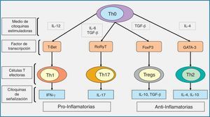 Diagrama esquemático representando las líneas de diferenciación de las células T y las citocinas de señalización que promueven.Dependiendo del entorno de las citocinas estimuladoras (IL-12, TGF-β más IL-6, TGF-β, o IL-4), las células T cooperadoras naives o precursoras (Th0) se desarrollan en respuestas linfocitarias de tipo Th1, Th17, Treg o células Th2, respectivamente, a través de la expresión de sus factores de transcripción específicos, como son T-Bet, RoRyT, FoxP3 y la GATA-3, respectivamente; IFN-γ e IL-17 son las citocinas de señalización de las células Th1 y Th17, respectivamente, y median las respuestas proinflamatorias, mientras que la producción de TGF-β y las IL-10 e IL-4 por las células Treg y Th2 median las respuestas antiinflamatorias. FoxP3: foxhead box protein; GATA-3: GATA binding protein; IFN-γ: interferón-γ; IL: interleucina; RoR: retinoid orphan receptor; TGF: factor de crecimiento transformante; Th: linfocito T helper; Treg: células T reguladoras.