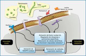 Esquema de la respuesta inmune innata a los géneros de hongos filamentosos inhalados, especialmente Aspergillus. Los macrófagos alveolares y las células epiteliales respiratorias son las primeras células del huésped en el pulmón que interaccionan con las conidias de Aspergillus. Los receptores reconocedores de patrones (RRP) localizados sobre las células huésped, como son la dectina-1 y los Toll-like receptors (TLR, «receptores tipo Toll»), y algunos RRP solubles, como la pentraxina-3 y las lectinas fijadoras de manosa, reconocen dianas fúngicas específicas. Por ejemplo, los β-glucanos de la pared celular fúngica son fijados por el TLR2 y la dectina-1, y el ADN de Aspergillus contiene secuencias CpG no metiladas que son fijadas por el TLR9. El reconocimiento y fijación de los RRP conduce generalmente a la inducción de quimiocinas que activarían y seleccionarían neutrófilos y otras células inflamatorias. La NADPH-oxidasa puede ser activada por la dectina-1 y potencialmente primada por otros RRP como el TLR4. La activación de la NADPH-oxidasa conllevaría la generación de radicales óxido reactivos intermediarios que en los neutrófilos se acoplarían a la activación de proteasas granulocíticas antimicrobianas. Las células dendríticas también reconocerían los patrones característicos de Aspergillus a través de RRP y estimularían respuestas dependientes de antígenos en las células T helpers (Th) y en las células T reguladoras (Treg). El diálogo cruzado entre células dendríticas y células T en la regulación del desarrollo de las células T es un área de investigación intensa muy interesante que es ampliamente relevante en la defensa del huésped, en la alergia y en el desarrollo de vacunas.