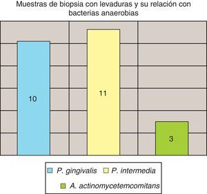 Muestras de biopsia con levaduras en concomitancia con bacterias anaerobias.