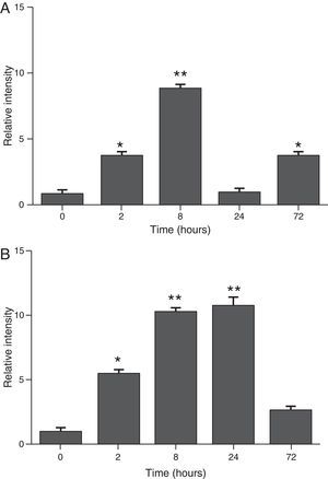 Determination of SAA levels by dot blot immunodetection in mice at 2, 8, 24 and 72h after exposure to A. fumigatus. (A) SAA levels in serum samples. (B) SAA levels of lung protein extracts. SAA levels are expressed in terms of relative intensity (the fold increase compared with time 0) for each experimental group of mice. The bars represent the average result from triplicate experiments for serum and lung protein extracts at each sampled time point (* and ** indicate that p<0.05 and p<0.01, respectively, in comparisons among the groups of mice that were sampled at different times after the exposure to A. fumigatus).