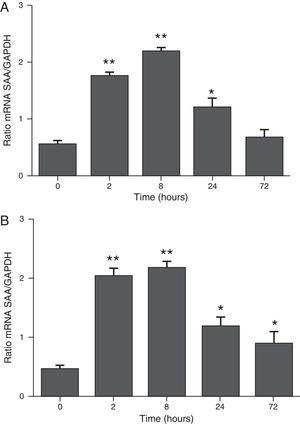 The determination of SAA mRNA expression by RT-PCR in mice at 2, 8, 24 and 72h after exposure to A. fumigatus. (A) The expression of SAA mRNA in BALF cells. (B) The expression of SAA mRNA in the lungs. SAA mRNA expression levels are presented in terms of the SAA1/GAPDH ratio for each experimental group of mice. The bars represent the average result from triplicate experiments for BALF cells and lung samples for each sampled time point (* and ** indicate that p<0.05 and p<0.01, respectively, in comparisons among the groups of mice that were sampled at different times after the exposure to A. fumigatus).