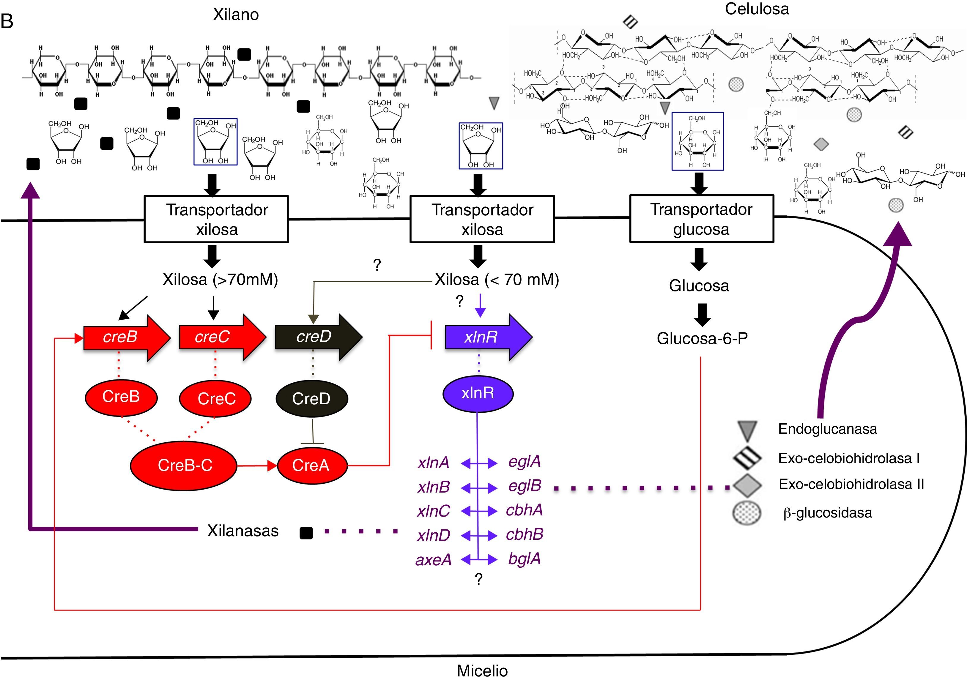 diagrama de reacción de hidrólisis