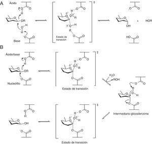 Mecanismos de hidrólisis enzimática de la β-glucosidasa. A. Mecanismo de inversión. B. Mecanismo de conservación. Traducida de Withers y Williams73, reproducida con permiso.