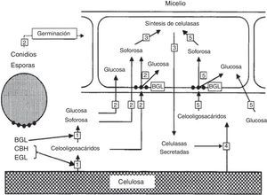 Modelo de inducción de celulasas en Trichoderma reesei. Los números se corresponden con los usados en la explicación en el texto. BGL: β-glucosidasa; CBH: 1,4-β-D-glucano celobiohidrolasa; EGL: endo-1,4-β-D-glucanasa. Traducida de Suto y Tomita64, reproducida con permiso.