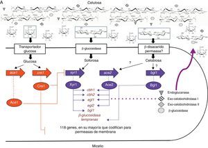 Modelo para la regulación de la expresión de celulasas en: A. Trichoderma reesei, B. Aspergillus niger/nidulans, C. Neurospora crassa.