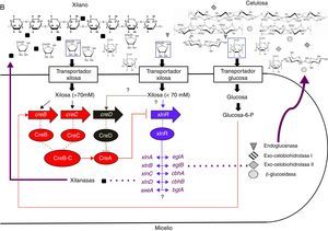 Modelo para la regulación de la expresión de celulasas en: A. Trichoderma reesei, B. Aspergillus niger/nidulans, C. Neurospora crassa.