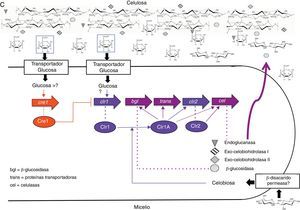 Modelo para la regulación de la expresión de celulasas en: A. Trichoderma reesei, B. Aspergillus niger/nidulans, C. Neurospora crassa.
