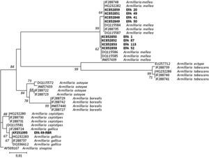 Árbol del vecino más cercano mostrando la relación de 39 secuencias de Armillaria de la región IGS del ADNr usando el modelo de sustitución nucleotídica de dos parámetros de Kimura. Los valores del número de repeticiones del análisis (bootstrap) superiores al 50% se indican en los nodos del árbol. La secuencia IGS de Armillaria sinapina (GenBank Accession: AY509167) se usó como grupo externo (outgroup). Las secuencias generadas en este estudio, junto con el número de acceso del GenBank, se indican en negrita. La longitud de las ramas es proporcional al número estimado de sustituciones nucleotídicas. La escala se corresponde con 0,01 sustituciones nucleotídicas por sitio.