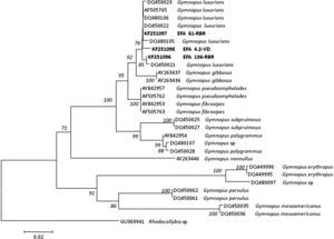 Árbol del vecino más cercano mostrando la relación de 29 secuencias de Gymnopus de la región ITS que incluye ITS1, 5.8S ADNr e ITS2 del ADNr usando el modelo de sustitución nucleotídica de 2 parámetros de Kimura. Los valores del número de repeticiones del análisis (bootstrap) superiores al 50% se indican en los nodos del árbol. La secuencia ITS de Rhodocollybia sp. (GenBank Accession: GU369941) se seleccionó como grupo externo (outgroup). Las secuencias generadas en este estudio, junto con el número de acceso del GenBank, se indican en negrita. La longitud de las ramas es proporcional al número estimado de sustituciones nucleotídicas. La escala se corresponde con 0,02 sustituciones nucleotídicas por sitio.