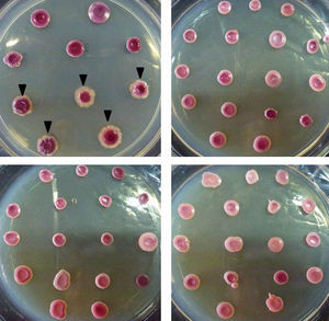 STA plates inoculated with 3μl of 0.5 Mc Farland yeast cell suspensions. Arrow heads in the upper left photography show C. dubliniensis isolates identified by molecular methods (3,12). The other three photos show different C. albicans morphotypes.