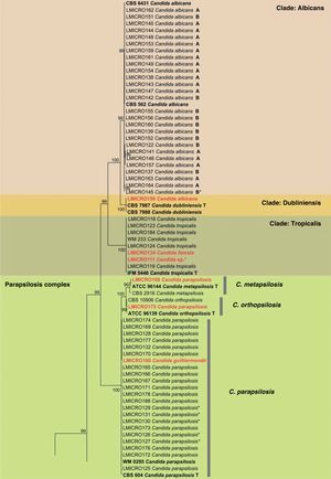 Phylogenetic tree of Maximum likelihood based on the alignment of ITS regions and 5.8S rDNA built with 1000 bootstrap using the evolutionary model Tamura 3-parameters with gamma distribution, using mega version 5.1 program. Neurospora crassa (mya-4619) was used as an outgroup. A/B: genotype of C. albicans. *Isolates with altered susceptibility profile. T: type strain. Red: isolates with discordant molecular and phenotypic identification.