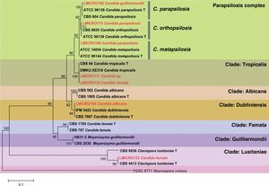 Phylogenetic tree of Maximum likelihood based on the alignment of D1/D2 region of rDNA built with 1000 bootstrap using the evolutionary model Tamura-Nei with gamma distribution, using mega version 5.1 program. Neurospora crassa (FGSC 8771) was used as an outgroup. T: type strain. Red: isolates with discordant molecular and phenotypic identification.