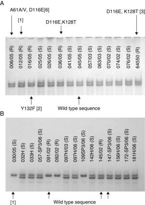 (A) SSCP gel of the first ∼400bp of ERG11 gene of Candida albicans clinical isolates showing different mutations (indicated by arrows) at the same electrophoresis pattern. (B) SSCP gel of the last ∼400bp of ERG11 gene of Candida tropicalis clinical isolates showing different electrophoresis patterns with the same wild type sequence. Silence mutations are presented in brackets and heterozygosity by a slash.