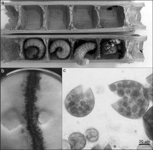 (a) Internal structure of nests of X. augusti. (b) Positive mating test. (c) Characteristically A. apis fruiting bodies, for instance spherical spore cysts which contain numerous spore balls composed of hyaline spores.