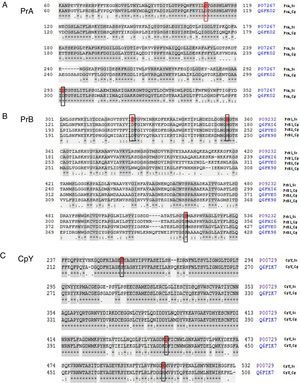 Peptide sequence alignment of vacuolar proteases. (A) Proteinase A of S. cerevisiae and of C. glabrata in the active DD frame site (Asp109 and Asp294 in S. cerevisiae; Asp109 and Asp301 in C. glabrata). (B) Proteinase B of S. cerevisiae and three putative sequences of C. glabrata. These four sequences show the DHS catalytic triad (Asp325, His357, and Ser519 in S. cerevisiae; Asp145, His177, and Ser339 in PrB1 of C. glabrata; Asp217, His249, and Ser410 in PrB2 of C. glabrata; Asp215, His247, and Ser411 in PrB3 of C. glabrata). (C) Carboxypeptidase in S. cerevisiae and C. glabrata identified in the SDH catalytic triad framed: Ser257, Asp449, and His508 in S. cerevisiae; Ser231, Asp426, and His485 in C. glabrata (http://www.uniprot.org/).