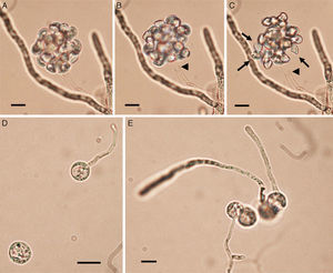 Panels A–C show Lagenidium ajelloi vesicles containing zoospores on grass blades (see Fig. 2) after incubation in sporulation medium at 37°C (Bar=45μm). Fully develop zoospores before release are shown in Panel C (arrows). The detachment of the whole vesicle from the tip of the exit tube (Panels B and C arrow heads) just before zoospore release was also observed in some of the strains. Note the zoospore reniform shape (Panel C, arrows) before breaking out from vesicle. Panels D and E show a group of encysted spores one of them developing long germ tubes (Bar=15μm). Panel E shows the encysted zoospores developing long hyaline coenocytic hyphae with some branches after several hours of encystment. L. albertoi and L. vilelae also developed their zoospores and cysts in the same fashion.