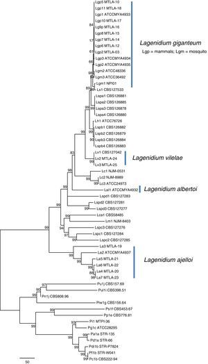 Unrooted Maximum Parsimony phylogenetic tree based on sequence analysis of the complete rDNA ITS and 4 exons: CDC42, COXII, HSP90, and TUB concatenated data set showing the relationship among isolates of L. ajelloi, L. albertoi, L. vilelae with the data available in NCBI on other Lagenidium and Pythium species, as listed in Table 1. The numbers on the internal branches are percentage of trees based on 1000 bootstrapped data sets possessing the branch. The branch lengths correspond to corrected distances. In the tree, L. ajelloi, L. albertoi, and L. vilelae clustered in their own clades with strong bootstrap support. Several clusters of unnamed Lagenidium entomophagus species (Lspa, Lspb, Lspc, and Lspd) appeared also in their own clades. In addition, L. giganteum (Lgm and Lgp), L. callinectes (Lc), L. humanum (Lh), L. caudatum (Lca) and L. myophilum (Lm) all aligned within the Lagenidium monophyletic taxon with varied support. The scale bar represents number of substitutions per nucleotide.