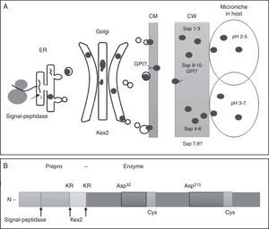 Schematic representation of the secretion route of C. albicans SAPs. (A) ER: endoplasmic reticulum; CM: cellular membrane; CW: cellular wall.30 (B) Elements and motifs present in C. albicans SAPs, deduced from the proteinase SAP1. KR putative processing sites.31