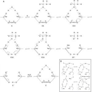 Chemical and kinetic mechanisms of aspartic protease catalysis. (A) Modified from Northrop.53 E: cycled active site; ES: substrate bound to active site; ES1: substrate bound to active site in where the electrons extend in a counterclockwise movement through the sensitive carbonyl; ES2: intermediate bound to a diprotonated form of the enzyme; ES3: intermediate zwitterion bound to the monoprotonated form of the enzyme; EP: product release; E′: deprotonation and rehydration of the enzyme. (B) Modified from Veerapandian et al.82