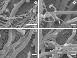Scanning electron micrographs showing the interaction of A. bisporus (vegetative phase) and L. fungicola hyphae. (A) Presence of calcium oxalate crystals (Cs); in A and B arrows indicate the L. fungicola hyphae; in (A, C and D): adhesion of spores (Es) on A. bisporus hyphae.