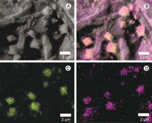 Scanning electron micrograph of the crystals found in the surface of A. bisporus tissue infected with L. fungicola. (A) Crystal mapping by energy-dispersive spectroscopy, X-ray (EDS); (B) distribution of the calcium element (Ca) in green; oxygen, forming calcium oxalate (CaOx) is shown in purple; C: position of the calcium element (Ca) in green; D: position of oxygen in purple.