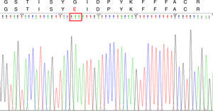 CYP51A DNA sequencing chromatogram and Cyp51Ap amino acid sequence for the ITC-resistant A. fumigatus strains. Upper line: Segment of the wild type A. fumigatus Cyp51Ap (GenBank accession no. AAK73659.1) between the amino acid residues 48 and 65. Lower line: the same Cyp51Ap segment of the ITC-resistant strain, showing the amino acid substitution (G54E). The red box in the DNA sequencing chromatogram shows the mutated codon 54.
