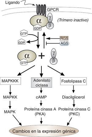 Esquema del ciclo de activación/inactivación de las proteínasG heterotriméricas. Se muestran las tres principales rutas de señalización que pueden acoplar la señal transmitida por estas proteínasG. También se indica el papel de las proteínas RGS y AGS en el ciclo.