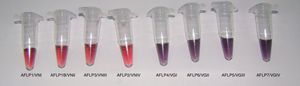 AuNPs test for detecting C. gattii based on th sod gene. VNI to VNIV: reference strains of C. neoformans; VGI to VGIV: reference strains of C. gattii. The reddish colour indicates a negative result, the purple one a positive result.