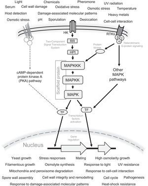 General schematic representation of the signaling mechanism by the MAPK pathways in fungi. All possible sensed signals and cellular responses to these signals are included. Also the Two-Component Signal Transduction (TCS) system, G protein-coupled receptors, receptor tyrosine kinases (RTKs), and the interaction of MAPK with other signaling pathways, e.g. the cAMP-dependent protein kinase A (PKA) pathway are represented. The Scaffold protein is generally present in the MAPK pathway involved in mating. The following abbreviations are used: MAPKKK, MAP kinase kinase kinase; MAPKK, MAP kinase kinase; MAPK, MAP kinase; TF, transcription factors; HK, histidine kinase; RR, response regulator; HPt, histidine-containing phospho-transmitter.