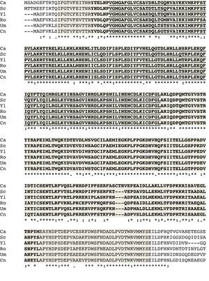 Conservation of Hog1 MAPKs in some phylogenetically distant fungi, and their functional domains. Functional domains are indicated: remarked in gray, STKc_Sty1_Hog1; bold letters, Kinase and Phosphotransferase; and underlined, ATP binding site. Ca, Candida albicans; Sc, Saccharomyces cerevisiae; Yl, Yarrowia lipolytica; Ro, Rhizopus oryzae; Um, Ustilago maydis; Cn, Cryptococcus neoformans.