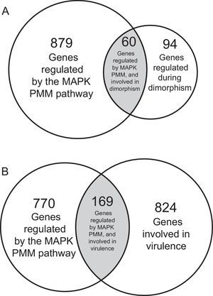 Venn diagram showing the number of genes regulated by the MAPK (PMM) in Ustilago madis dimorphism and virulence. (A) Venn diagram showing 60 genes regulated by the MAPK pathway during the U. maydis dimorphism. (B) Venn diagram showing 169 genes regulated by the MAPK pathway involved the U. maydis pathogenic process.
