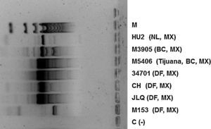 RAPD-PCR patterns of several Coccidioides isolates generated using primer 1281. Samples were subjected to electrophoresis in a 1.5% agarose gel and stained with 30× GelRed™ (Biotium, Inc., Hayward, US). M-100bp ladder. C (−) – negative control.