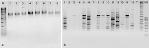 a) Productos amplificados del ADN de las cepas de Pleurotus mediante cebadores ITS. Calle M: marcador molecular, calle 1: CC052, calle 2: CC051, calle 3: CC056, calle 4: CC054, calle 5: CC053, calle 6: CC055, calle 7: CC050, calle 8: CC059. b) Productos amplificados mediante el oligonucleótido UBC811 para las cepas de Pleurotus parentales, híbridas, reconstituidas y neohaplontes. Marcadores moleculares M1 (100 pb) y M2 (1 Kb plus), calle 1: CC050, calle 2: CC051, calle 3: R7B4, calle 4: R5B4, calle 5: R3B4, calle 6: R1B4, calle 7: R7R1, calle 8: B6B4, calle 9: R7, calle 10: R5, calle 11: R3, calle 12: R1, calle 13: B6, calle 14: B4, calle 15: R1, calle 16: Testigo (T).