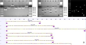 (A) PCR products from seven Candida species isolated from urine samples showing differential amplicon sizes. 1: C. lusitaniae; 2: C. albicans; 3: C. glabrata; 4: C. krusei; 5: Candida parapsilosis; 6: C. tropicalis; 7: C. kefyr; (B, D) In silico analysis of restriction profiles using MspI for the same seven yeast species; (C) Restriction results revealing complete coincidence with the in silico analysis.