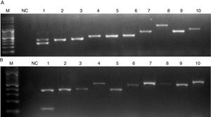 Electrophoresis of the PCRs resolved in a 1.2% agarose gel. M, molecular size marker. NC, negative control. (A) Lanes: 1, C. auris; 2, C. pseudohaemulonii; 3, C. sake; 4, Cryptococcus neoformans; 5, C. krusei; 6, C. dubliniensis; 7, Rhodotorula glutinis; 8, S. cerevisiae; 9, C. famata; 10, C. guilliermondii. (B) Lanes: 1, C. haemulonii; 2, C. pseudohaemulonii; 3, C. duobushaemulonii; 4, C. orthopsilosis; 5, C. lusitaniae; 6, C. albicans; 7, C. neoformans; 8, C. parapsilosis; 9, C. tropicalis; 10, C. nivariensis.