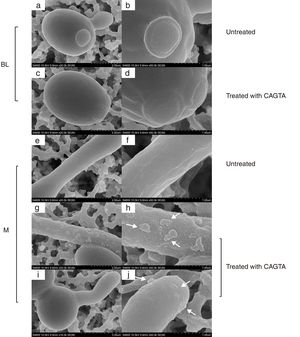SEM images of C. albicans SC5314 blastospores (BL) and mycelia (M) grown at 37°C for 2.5h in Sabouraud broth with CAGTA 40μg/ml (c, d, g–j) or without antibodies (a, b, e and f). Magnification: ×20,000 (left column) and ×50,000 (right column) for details. Arrows highlight surface protuberances.