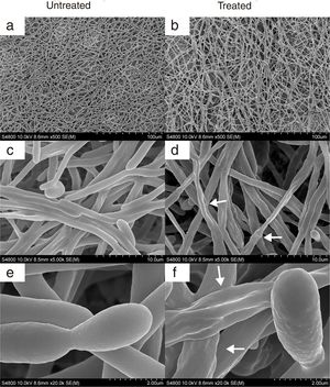 SEM images of 24-h biofilm of C. albicans SC5314 developed at 37°C in RPMI+FBS10% with CAGTA 80μg/ml (right panel) or without antibodies (left panel). Magnification: ×500 (a, b), ×5000 (c, d) and ×20,000 (e, f). Arrows highlight the altered surface and protuberances of CAGTA treated cells.