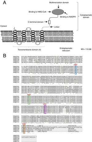 The Hmgr protein of Ustilago maydis, deduced from the nucleotide sequence. (A) Topography of Um-Hmgr in the endoplasmic reticulum. (B) Alignment of the sequences of amino acids of the catalytic domain of human, U. maydis, S. pombe and S. cerevisiae Hmgr enzymes. Glutamic acid1087, lysine1221, aspartic acid1297 and histidine1396.