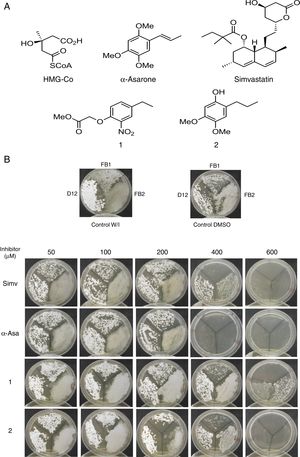 Inhibition of Ustilago maydis growth with Hmgr inhibitors. (A) The chemical structure of the competitive inhibitors utilized herein is compared to the substrate of the HMG-CoA enzyme. (B) Inhibition of U. maydis strains by simvastatin, α-asarone, and compounds 1 and 2. As controls, the growth of U. maydis strains was tested without any treatment (W/I) and with the DMSO solvent only.