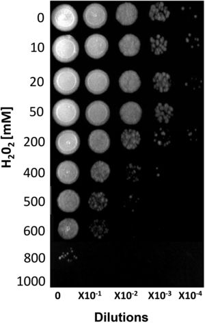 Susceptibility of S. schenckii sensu stricto to H2O2. Cultures of stationary-phase yeast cells (OD600nm 0.5) were incubated under constant stirring in the presence of the indicated concentrations of H2O2 at 37°C. Samples of these suspensions were exponentially diluted in 96-well plates and each dilution was spotted onto YPG plates that were incubated at 37°C. Growth was inspected after 48h.