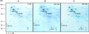 Analysis of total protein extracts from yeast cells of S. schenckiisensu stricto by 2D-PAGE in a pH 4–7 gradient in gels stained with colloidal Coomassie Blue, after exposure to 0 (A), 200 (B) and 400 (C) mM H2O2. Spots marked with circles and triangles correspond to up- and down-regulated proteins, respectively, with respect to the reference condition. kDa, kilodalton.