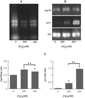 Analysis of prx1 and hsp70 gene expression by RT-PCR. (A) Total RNA of S. schenckii sensu stricto exposed to the indicated concentrations of H2O2. (B) RT-PCR products from the analysis of hsp70, prx1 and tub gene expression in S. schenckii sensu stricto. (C) Densitometry of the bands was measured using the ImageJ 1.51j8 software. The quantification of prx1 and hsp70 was perfomed. Data are presented as the mean±SD, n=3. *Significant differences as compared to control (p<0.05). **Significant differences between concentrations of H2O2 (p<0.05).