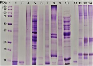 SDS–PAGE of A. alternata and related genera; molecular weight marker protein (1), A. alternata PTCC 5224 (2), rAlt a 1 protein (3), E. nigru (4), U. chartarum (5), S. botryosum (6), C. lunata (7), C. cladosporioides (8), A. fumigatus AF-54(9), P. chrysogenum (10) and A. alternata airborne strains (11–14).