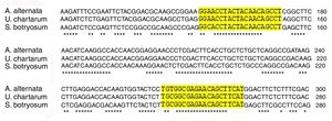 The comparative sequence homology of Alt a 1 gene is shown in A. alternata, U. chartarum and S. botryosum.