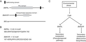 Regulation of secondary metabolism by calmodulin signaling in B. bassiana. (A) CaM-binding domains of BbPAL and BbKIVR in B. bassiana. (B) BbPAL contains a 1–5–8–14 motif in the C-terminal region for CaM-binding and BbKIVR has a 1–12 motif in the N-terminal region. (C) Suppression of phenylpropanoid pathway and beauvericin biosynthesis by calmodulin in B. bassiana.