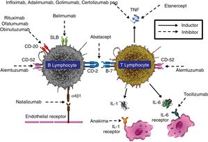 Accepted biological therapies in the treatment of inflammatory and lymphoproliferative diseases. SLB: B lymphocyte stimulator; IL-1: interleukin 1; LI-6: interleukin 6; TNF: tumor necrosis factor. Modified from Bodro et al.11.
