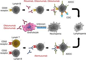 Mechanism of action of antilymphocyte antibodies. ADCC: antibody-dependent cytotoxicity; CDC: complement-dependent cytotoxicity.
